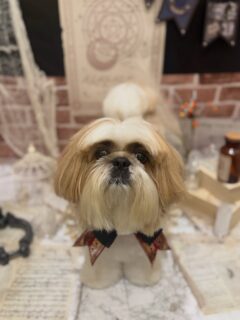 モグちゃん♡
ルーちゃん♡
ララちゃん♡

ご利用ありがとうございました😊

#京都#京都西京区#動物病院京都#動物病院京都西京桂院#動物病院併設トリミングサロン#京都トリミング#トリミング#ペットホテル#トリミングサロン雅#京都トリマー#犬好きな人と繋がりたい#grooming#犬のいる暮らし#多頭飼い#桂トリミング#こぐまカット#テディベアカット#シーズー#ミックス#チワワ