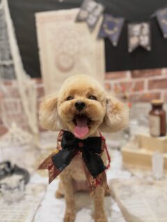 うたちゃん♡
つぶちゃん♡
テンテンちゃん♡

ご利用ありがとうございました😊

#京都#京都西京区#動物病院京都#動物病院京都西京桂院#動物病院併設トリミングサロン#京都トリミング#トリミング#ペットホテル#トリミングサロン雅#京都トリマー#犬好きな人と繋がりたい#grooming#犬のいる暮らし#多頭飼い#桂トリミング#こぐまカット#テディベアカット#トイプードル